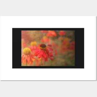 Helenium flower with texture Posters and Art